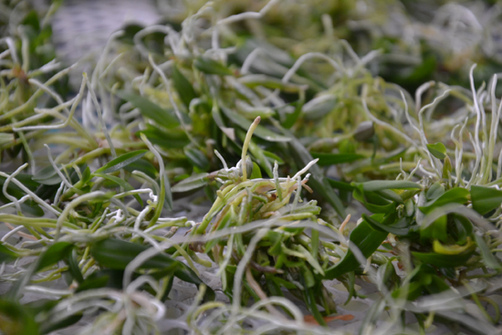 铁皮石斛种植苗