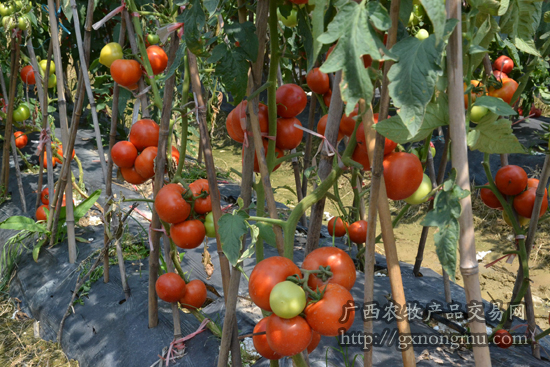 高新技术培植的西红柿